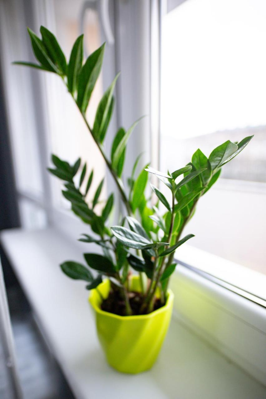 Szczecin Owl Apartment Dış mekan fotoğraf